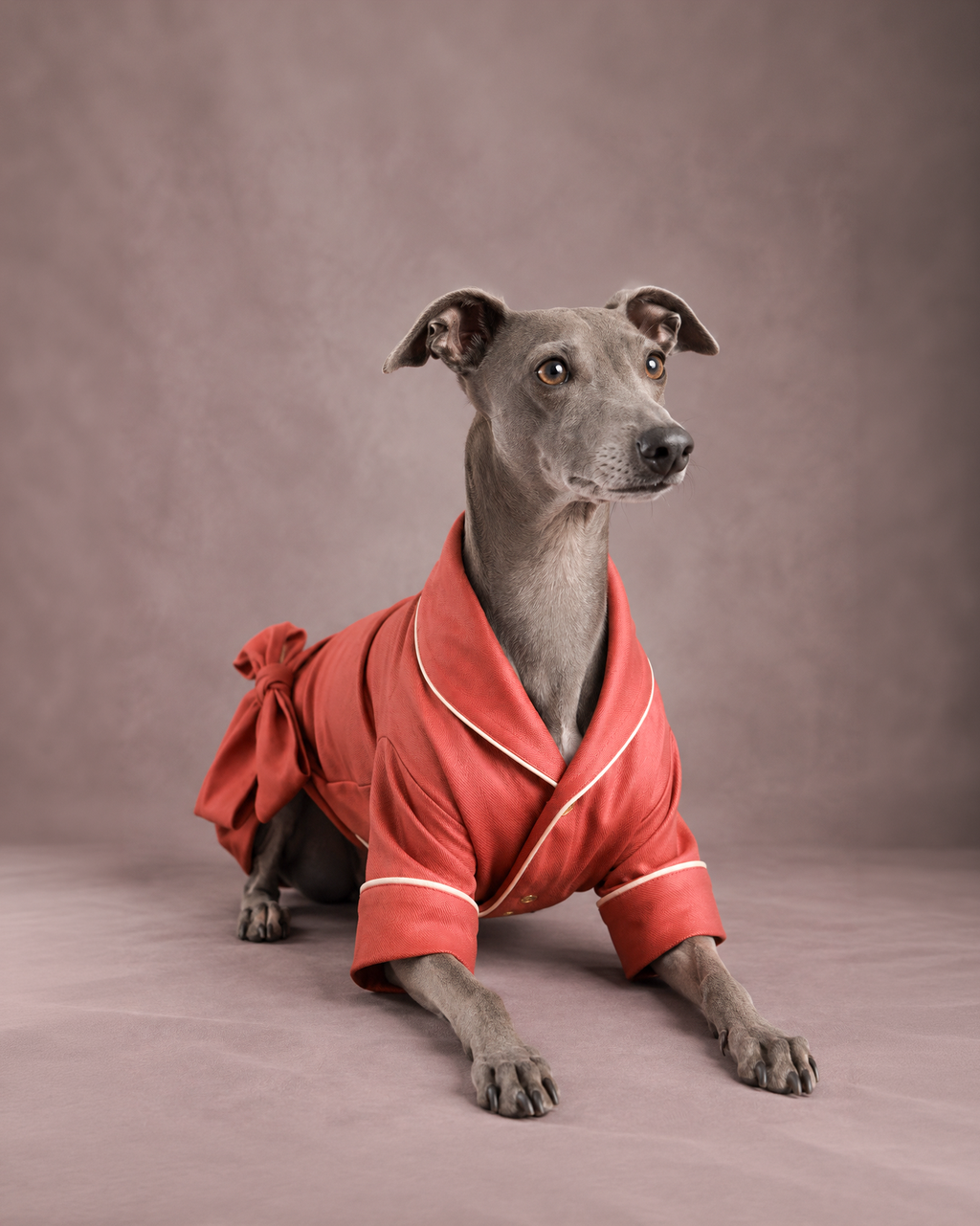 A greyhound dog wearing a red satin-like dressing gown robe dressing gown with white piping, posed on a smooth mauve-brown studio backdrop.