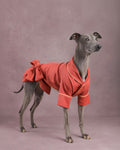A greyhound dog wearing a short red dressing gown kimono-style outfit with gold trim and a large bow on the back, standing against a dusty mauve studio backdrop.