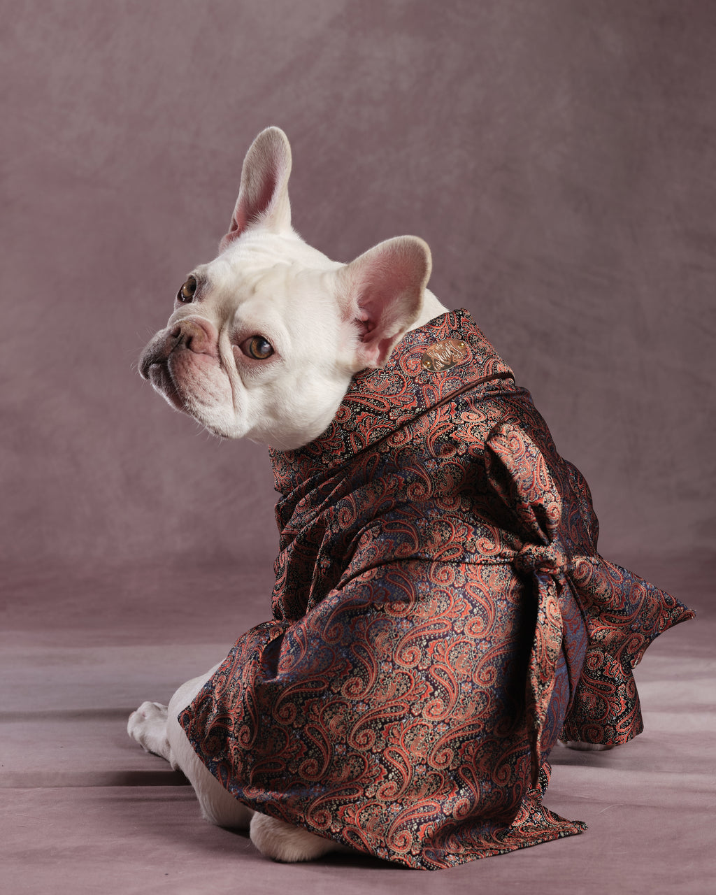 A white French Bulldog wearing a brown and red paisley patterned kimono robe dressing gown, sitting against a textured mauve-brown studio backdrop.