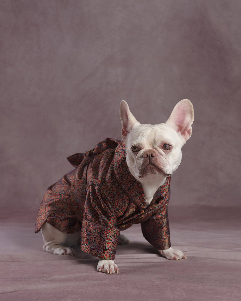 A small white French Bulldog wearing a paisley brown and red dressing gown kimono-style pet robe, posed against a solid mauve studio backdrop.