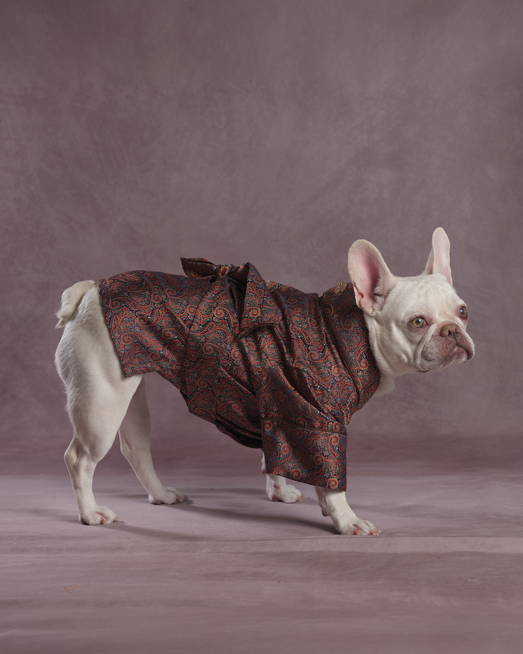 A small white French bulldog wearing a paisley dark brown and red dressing gown kimono-style dog coat, standing against a solid mauve studio backdrop.